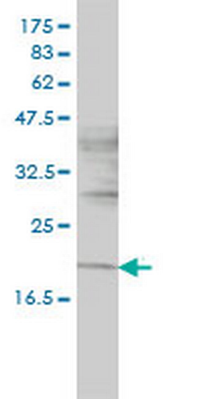 NIFUN Antibody in Western Blot (WB)