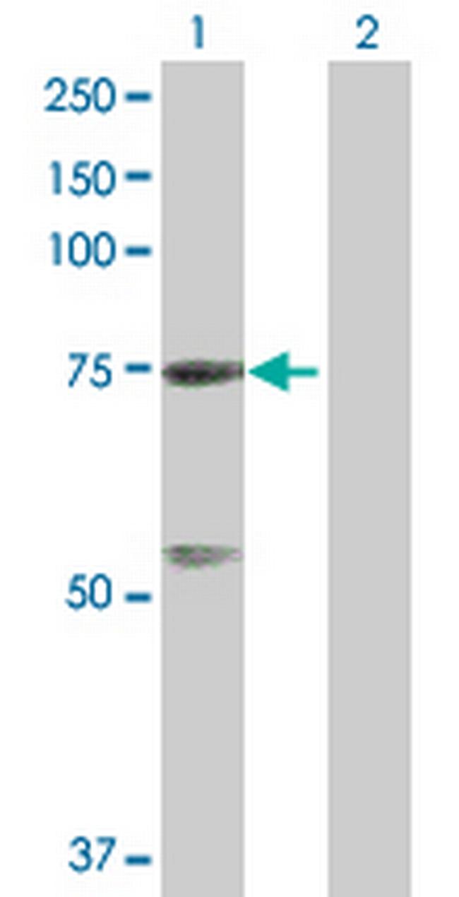 GTPBP4 Antibody in Western Blot (WB)