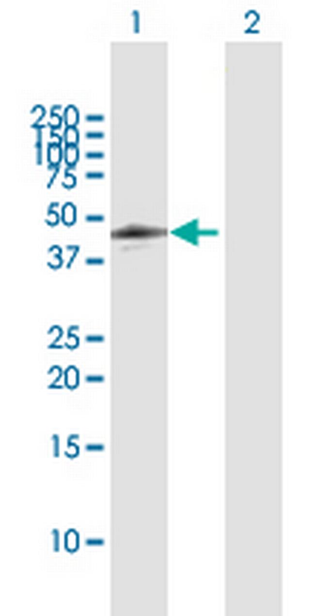 CDC42EP4 Antibody in Western Blot (WB)