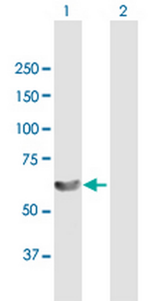 LSM14A Antibody in Western Blot (WB)