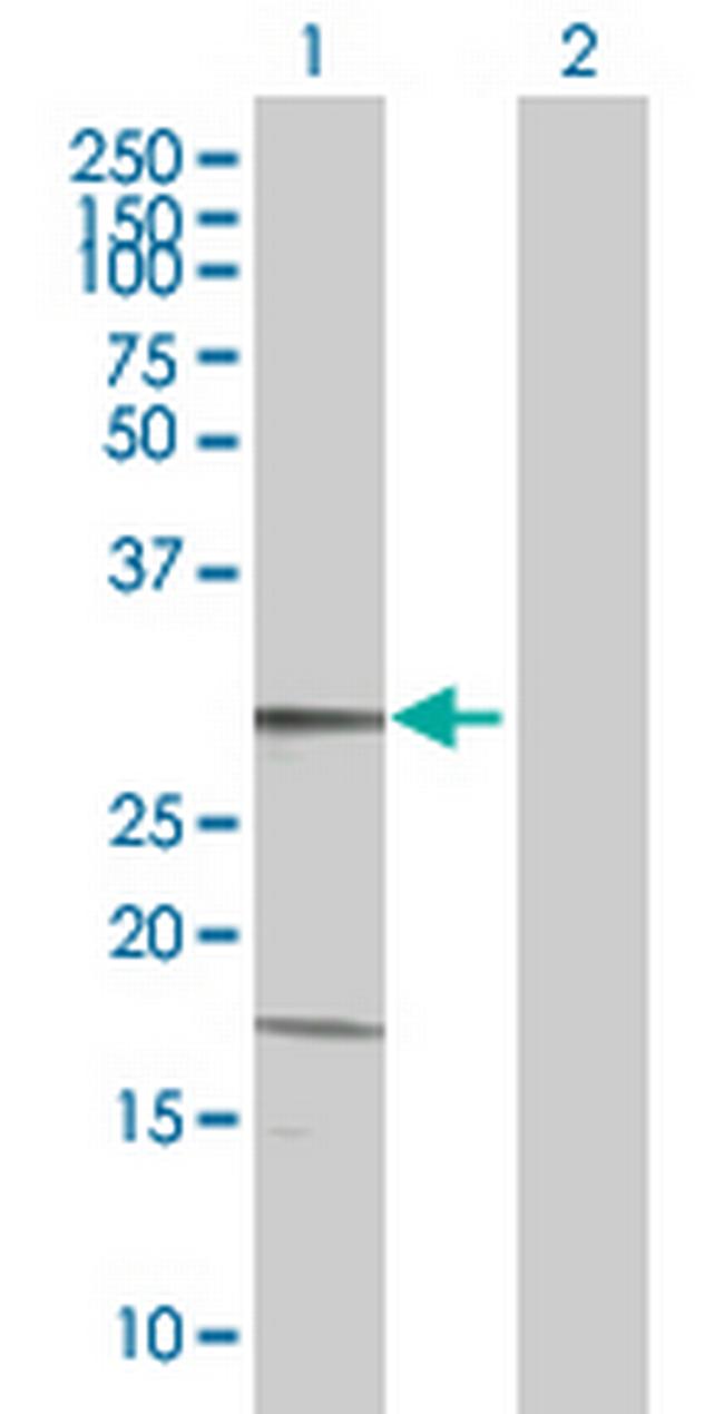 KLK13 Antibody in Western Blot (WB)