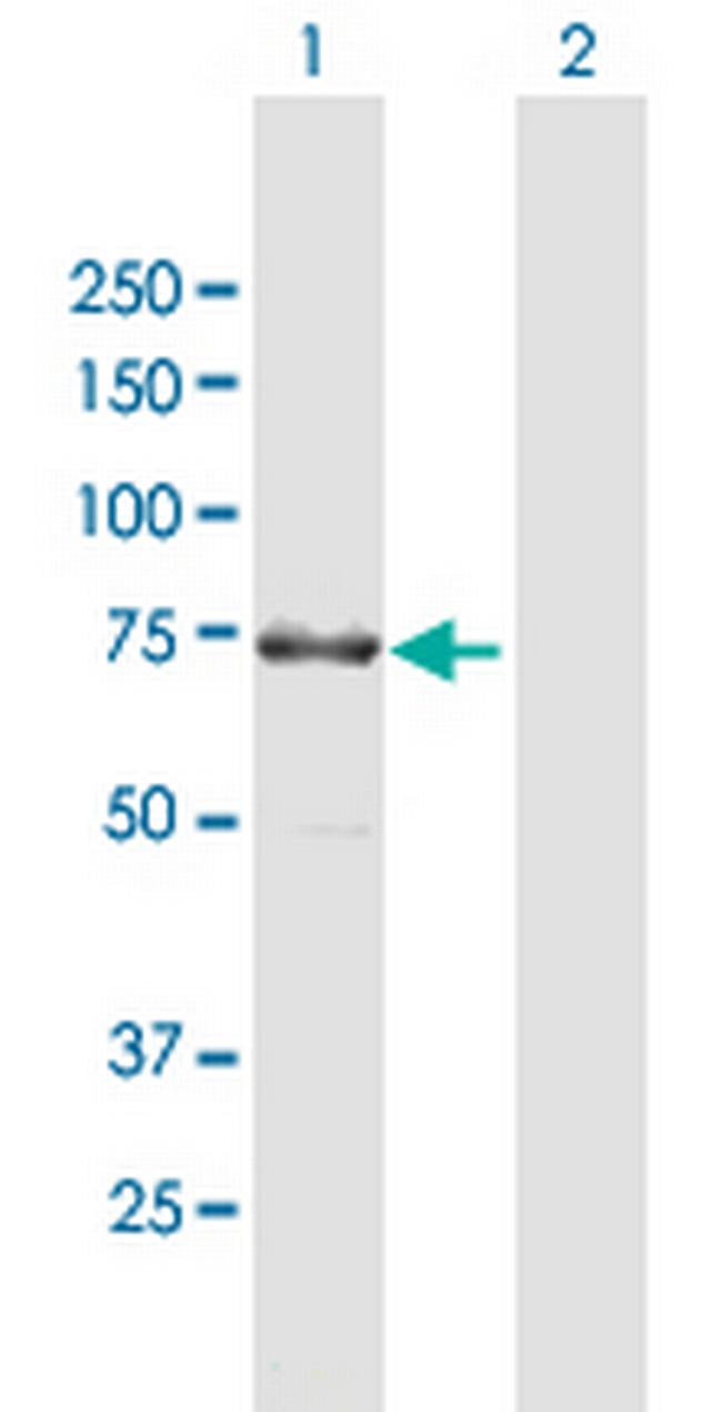 KIAA1279 Antibody in Western Blot (WB)