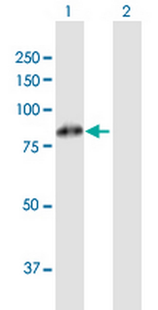 FBXL5 Antibody in Western Blot (WB)