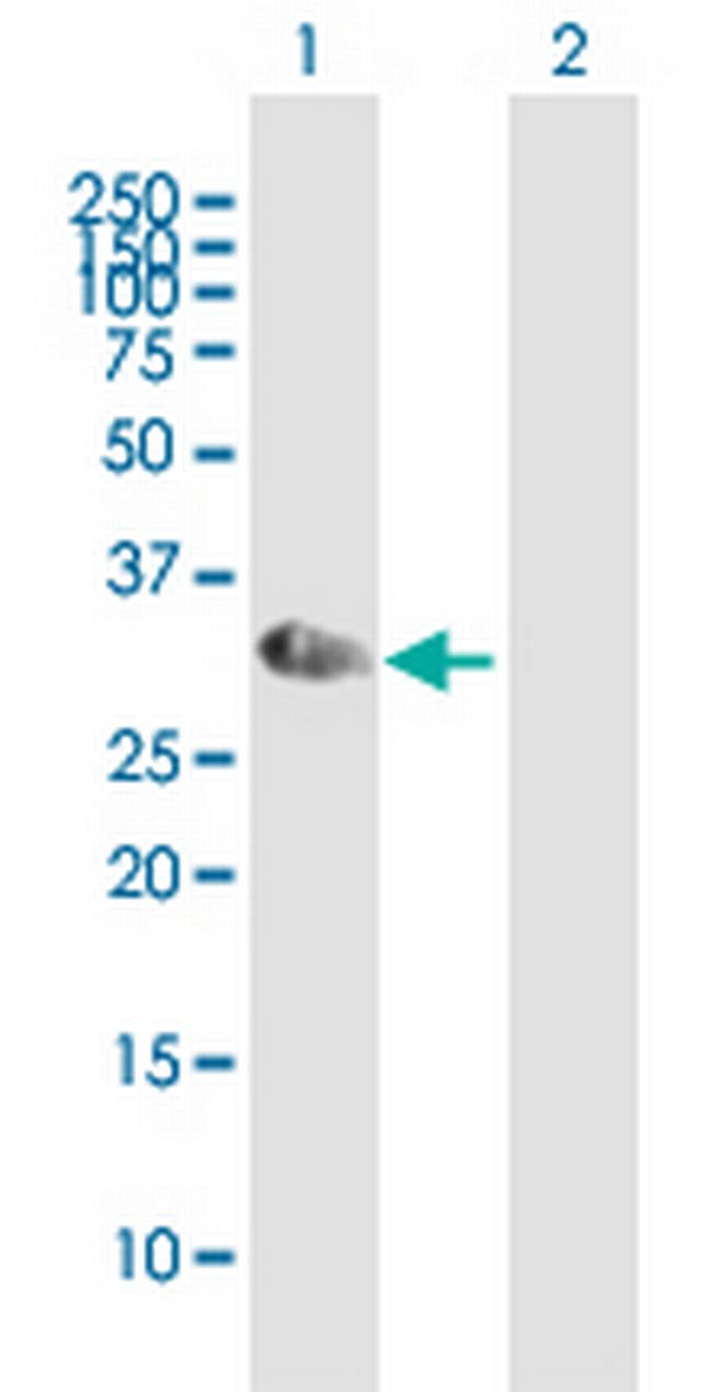 NKX2-8 Antibody in Western Blot (WB)