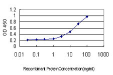 GREM1 Antibody in ELISA (ELISA)