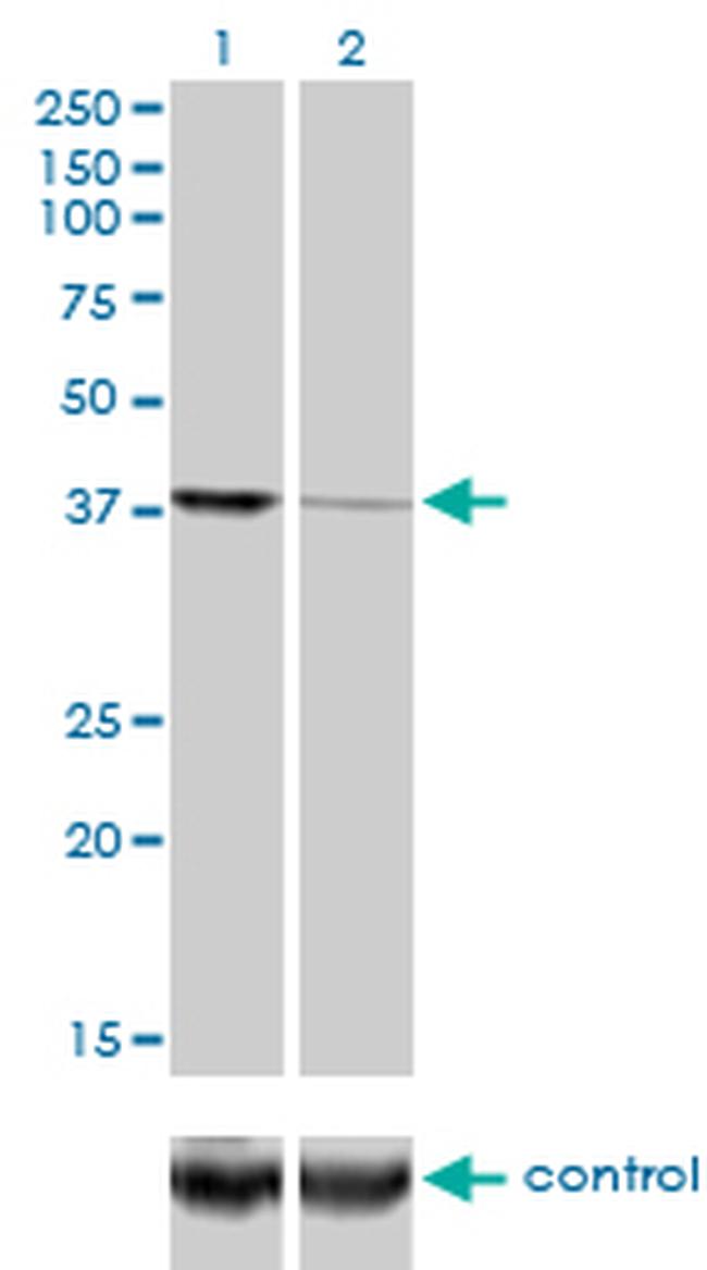 EIF2C2 Antibody in Western Blot (WB)
