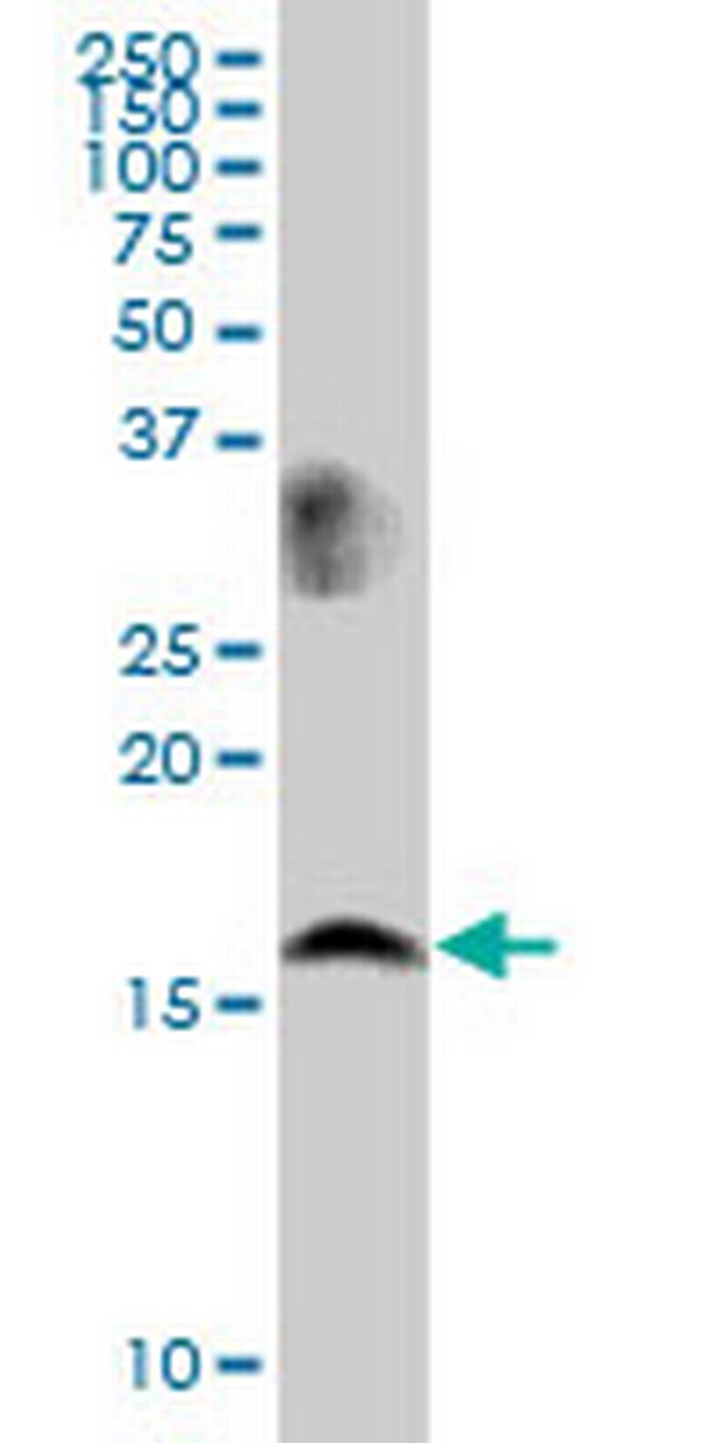 LSM1 Antibody in Western Blot (WB)