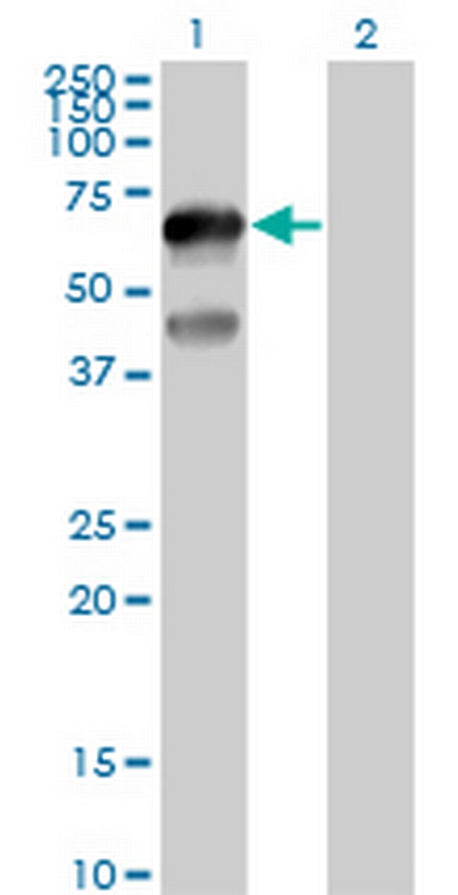 TFCP2L1 Antibody in Western Blot (WB)
