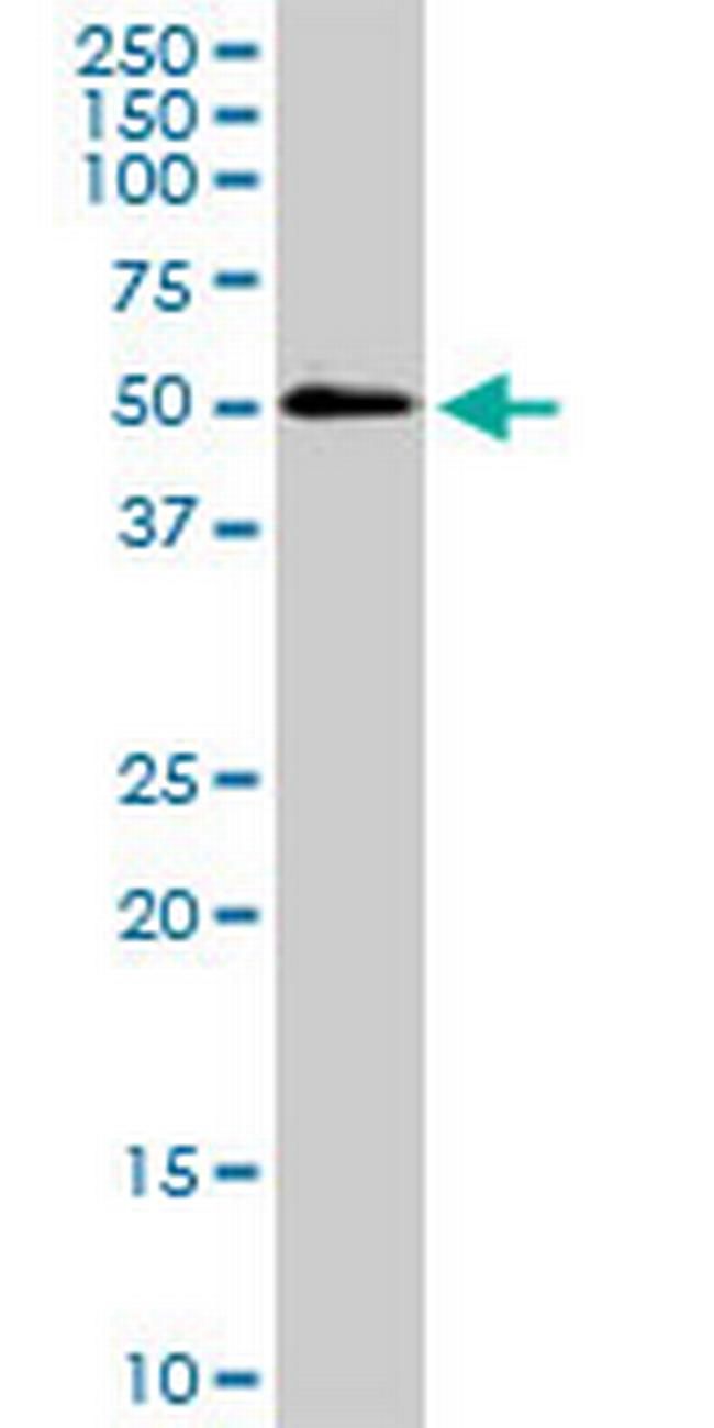 SH3GLB1 Antibody in Western Blot (WB)