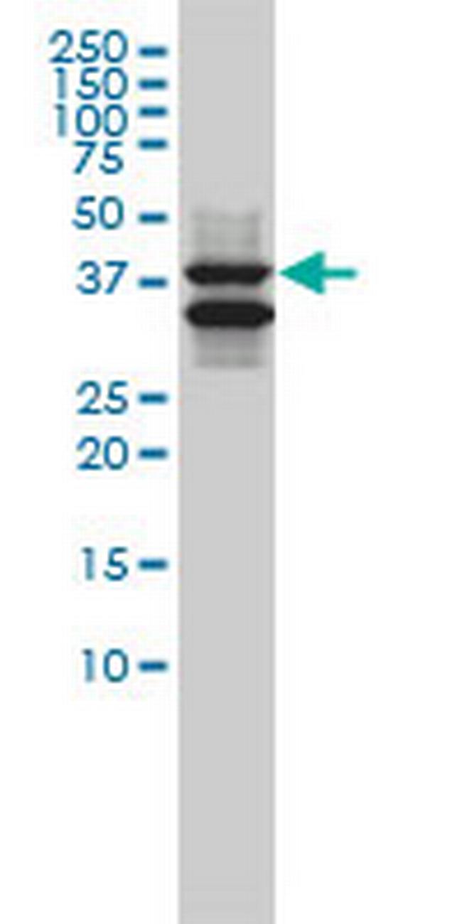 SH3GLB1 Antibody in Western Blot (WB)