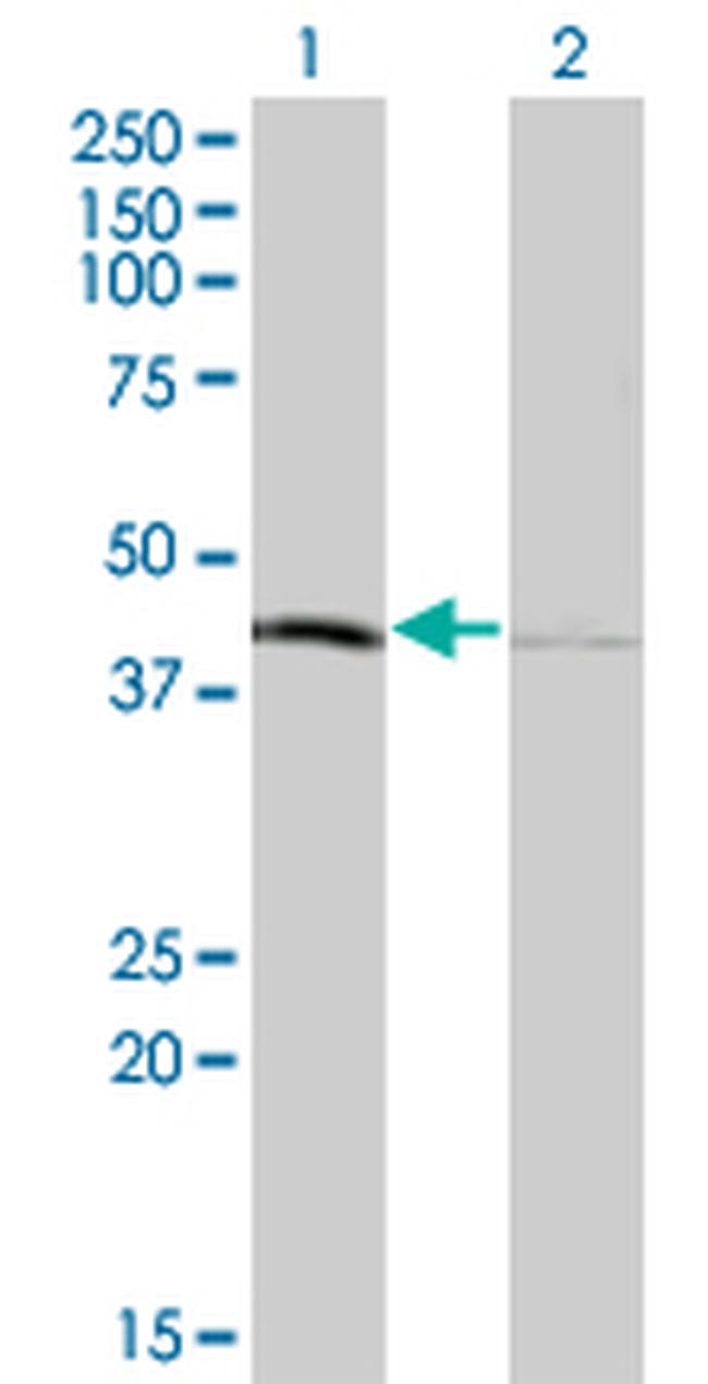 TFB1M Antibody in Western Blot (WB)