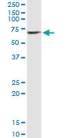 SERPINA10 Antibody in Immunoprecipitation (IP)