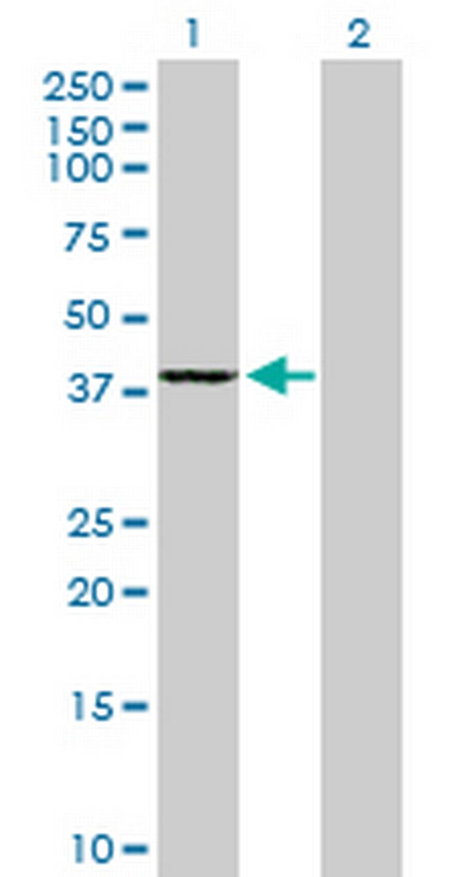 GMPR2 Antibody in Western Blot (WB)