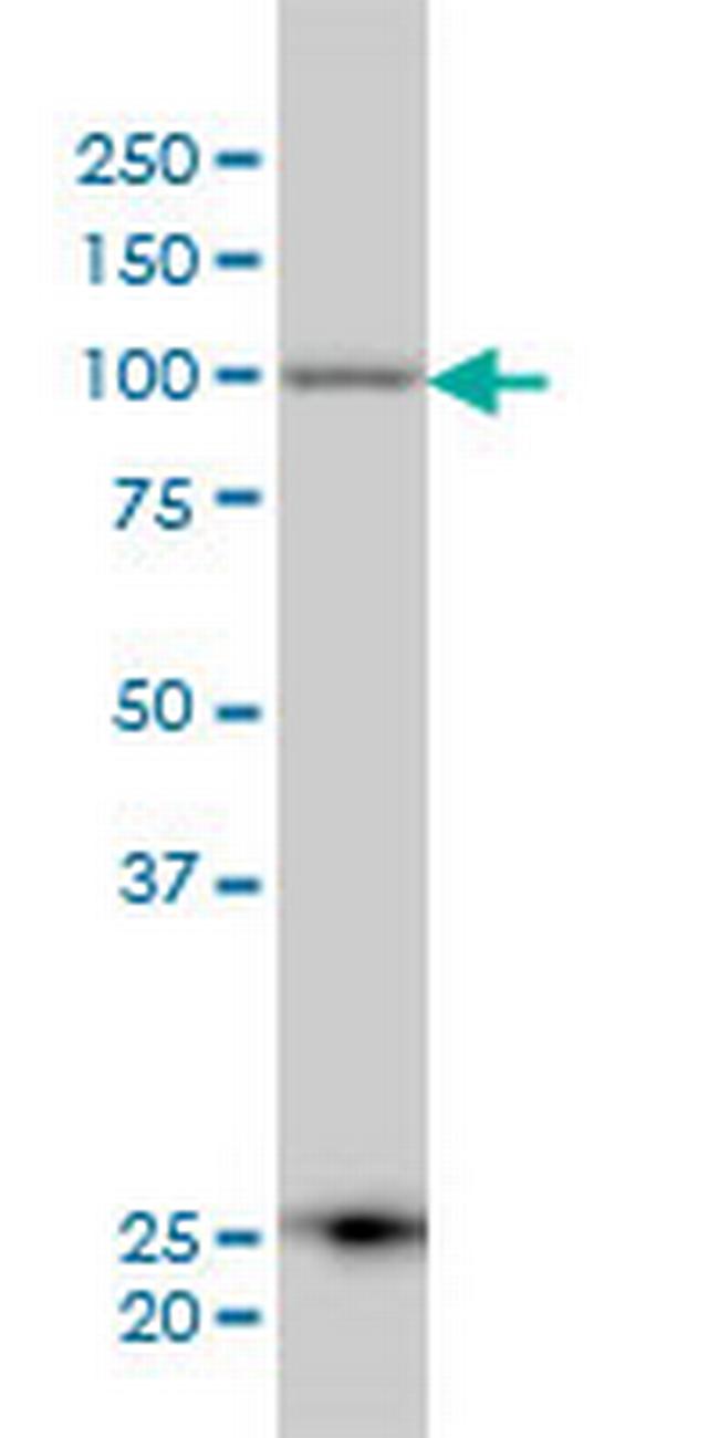 ARTS-1 Antibody in Western Blot (WB)