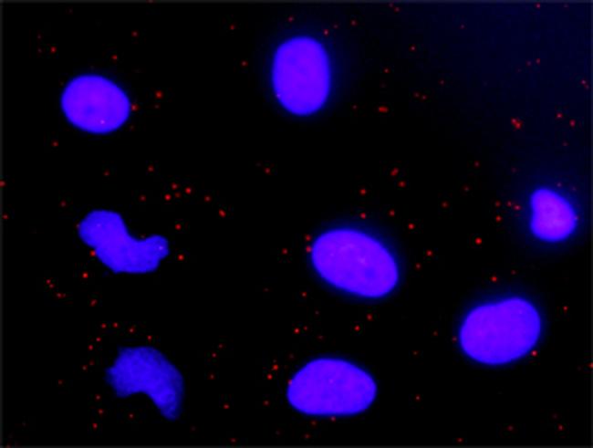 CYCS Antibody in Proximity Ligation Assay (PLA) (PLA)