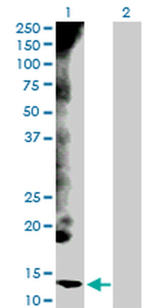 CYCS Antibody in Western Blot (WB)