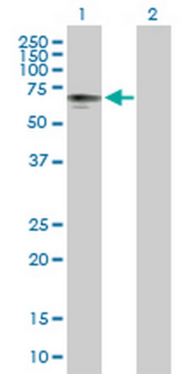 P4HTM Antibody in Western Blot (WB)