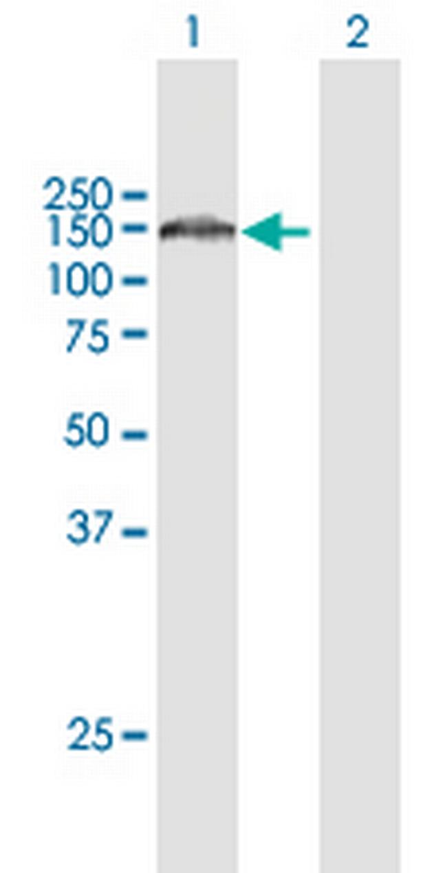 C14orf102 Antibody in Western Blot (WB)