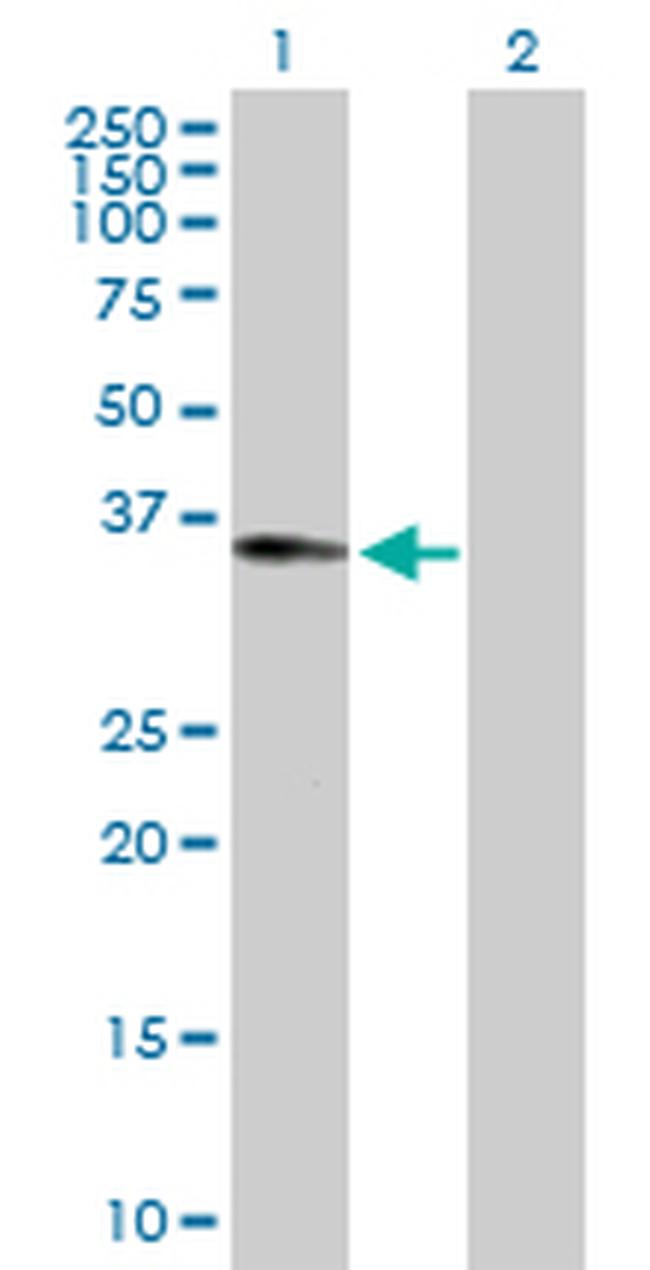 RALGPS2 Antibody in Western Blot (WB)
