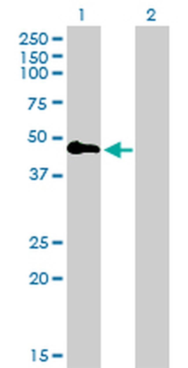 TNFRSF19 Antibody in Western Blot (WB)