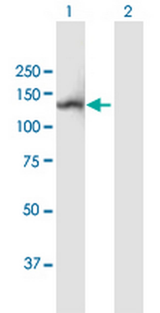 NLRP2 Antibody in Western Blot (WB)