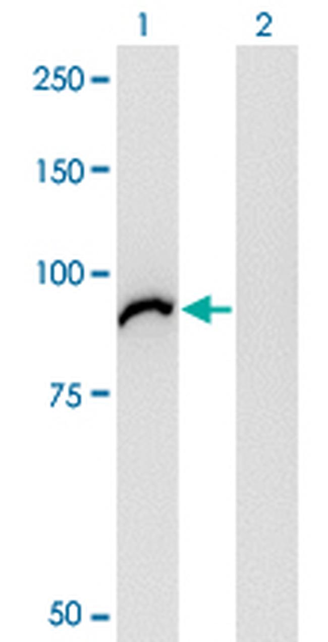 VAC14 Antibody in Western Blot (WB)