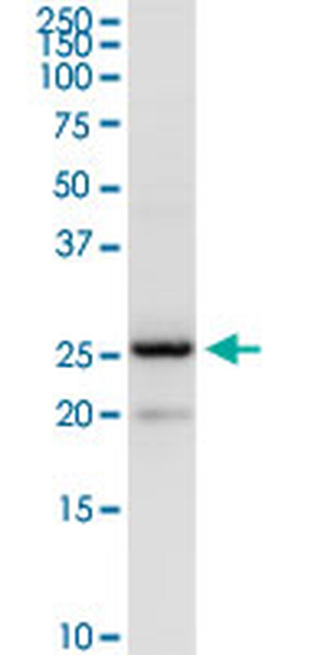 BCAP29 Antibody in Western Blot (WB)