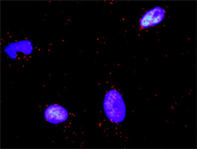 PARD3 Antibody in Proximity Ligation Assay (PLA) (PLA)