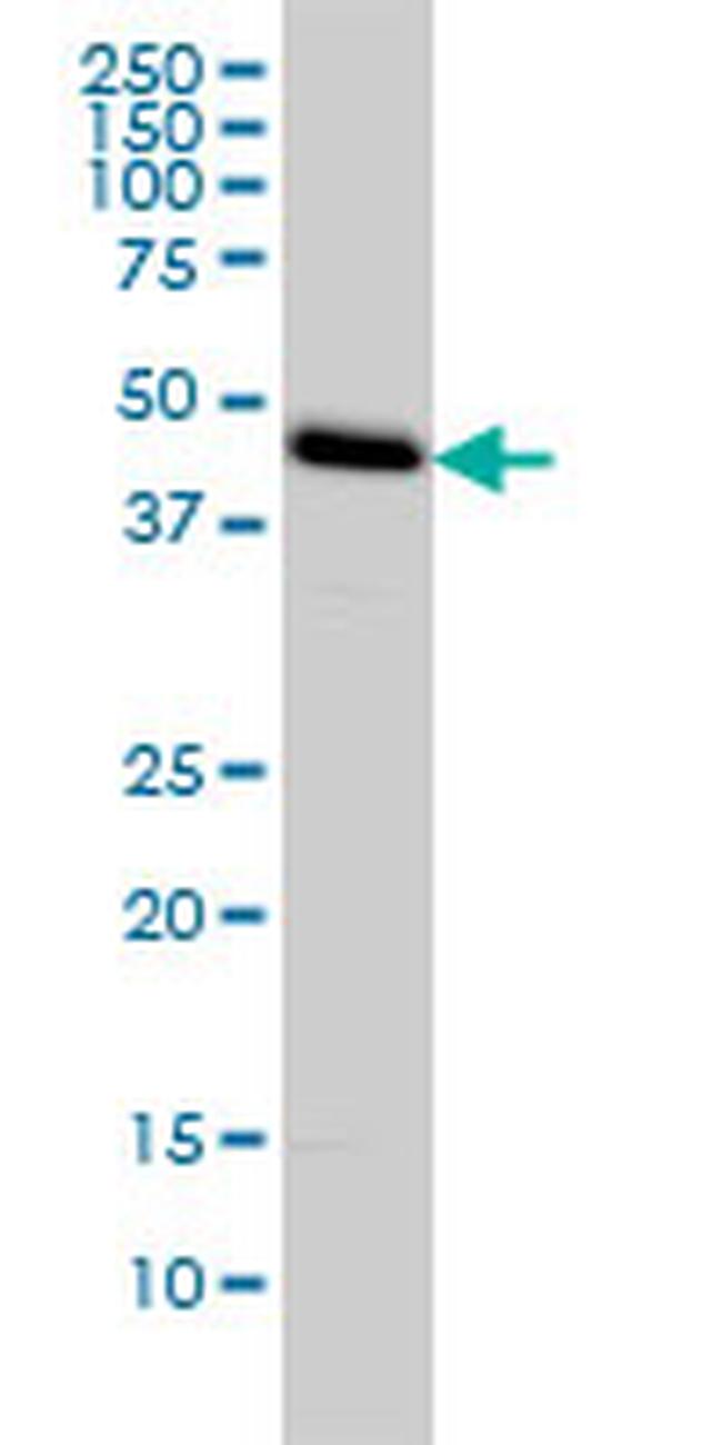 C1GALT1 Antibody in Western Blot (WB)