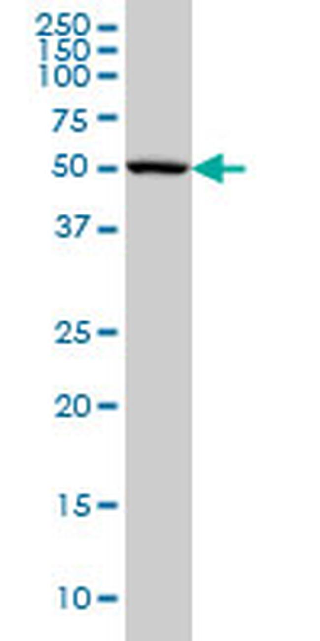 CABC1 Antibody in Western Blot (WB)