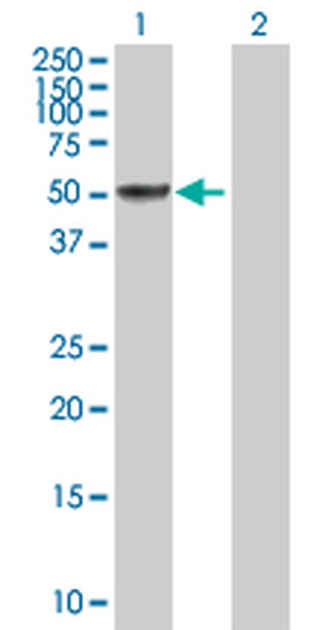 SH2D4A Antibody in Western Blot (WB)