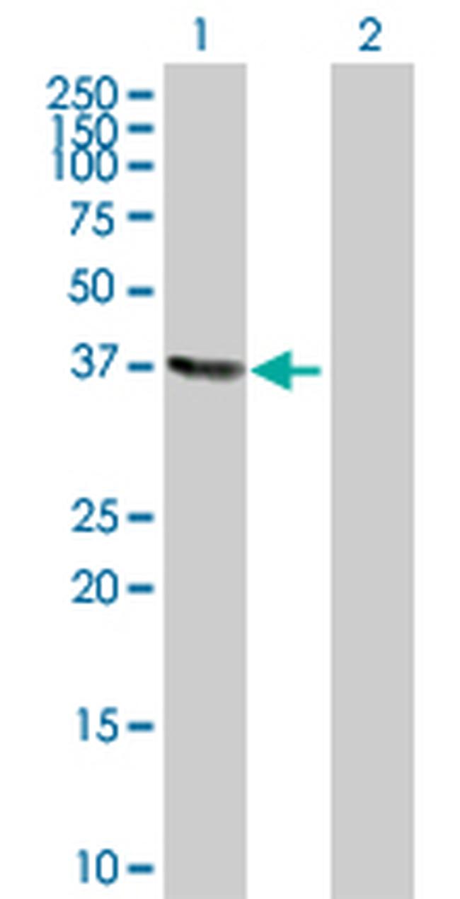 MOAP1 Antibody in Western Blot (WB)