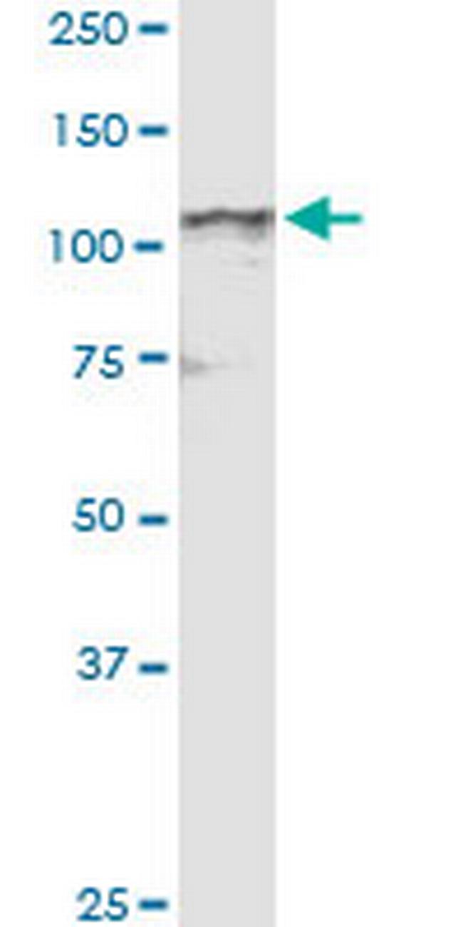 NDST4 Antibody in Western Blot (WB)