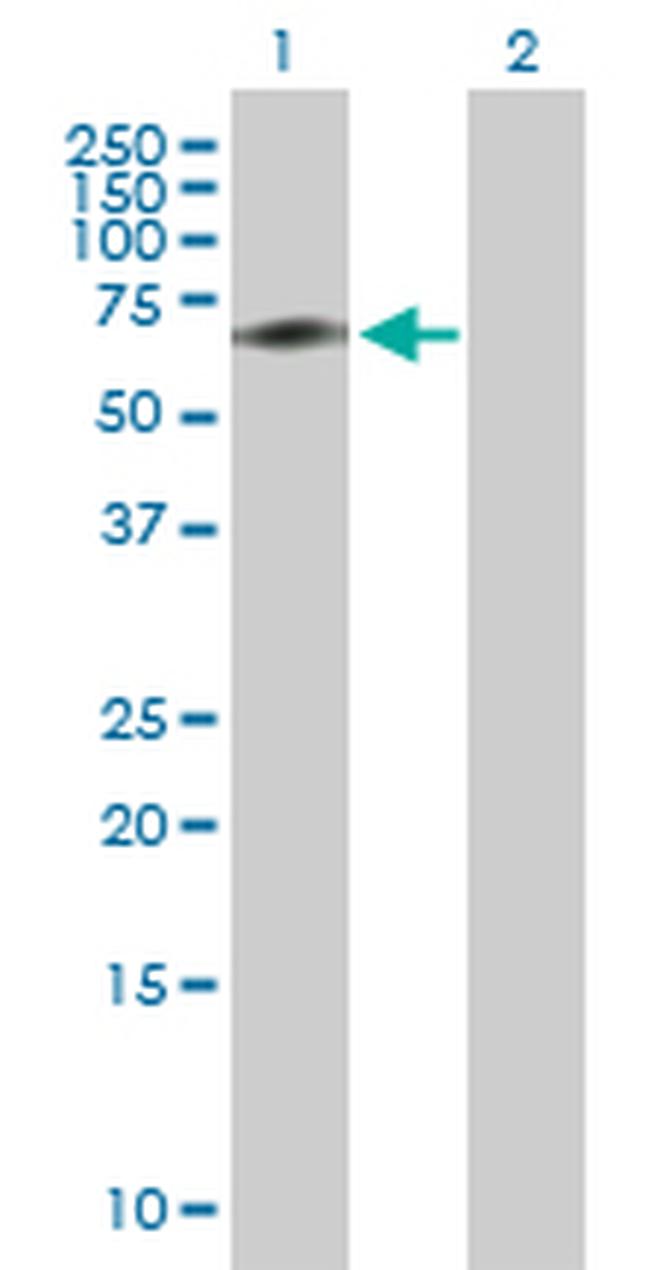 ACBD3 Antibody in Western Blot (WB)