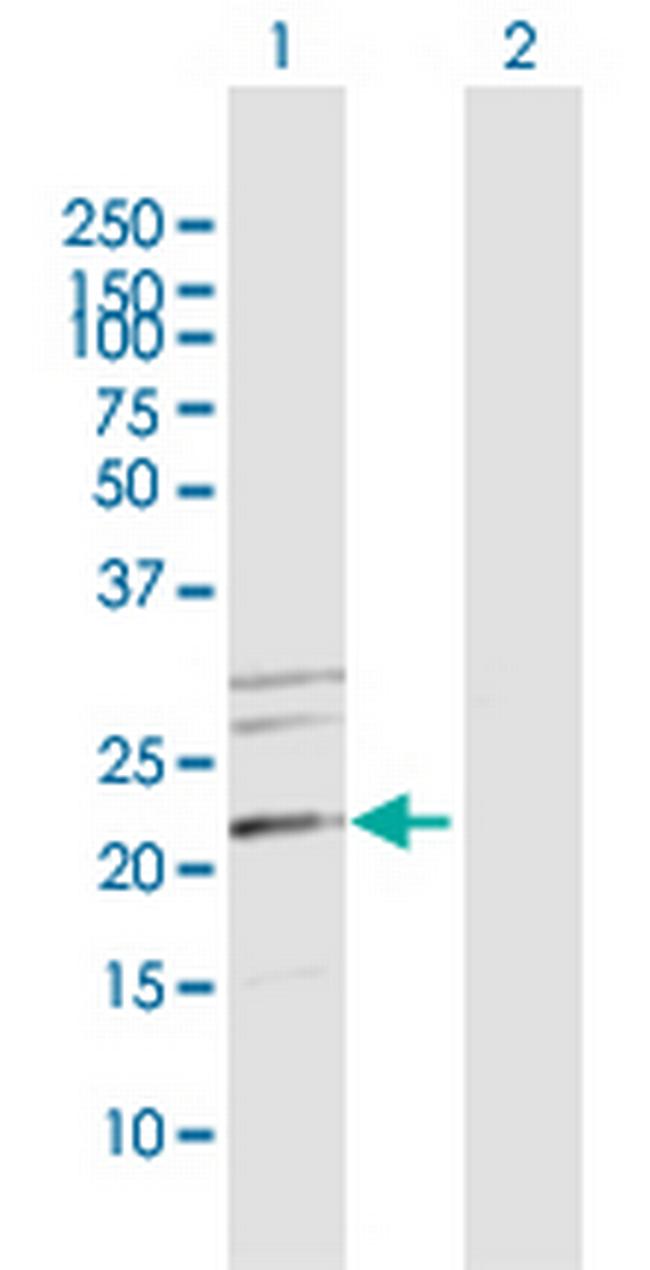 MRPS34 Antibody in Western Blot (WB)