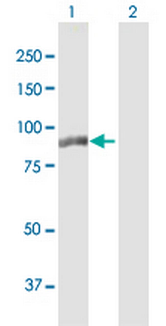 MLPH Antibody in Western Blot (WB)