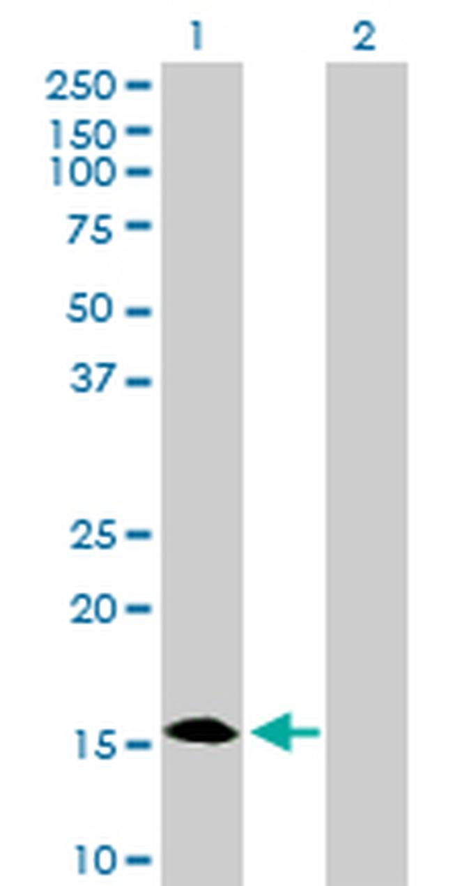 C1ORF54 Antibody in Western Blot (WB)