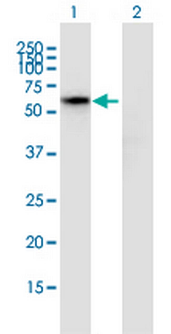 HSPBAP1 Antibody in Western Blot (WB)