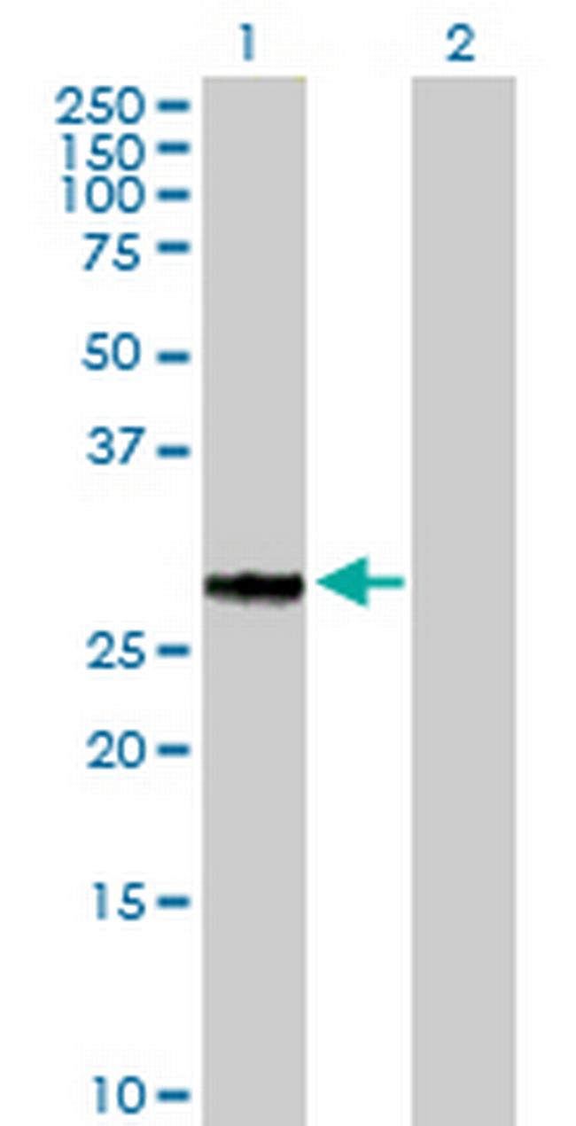 GFOD2 Antibody in Western Blot (WB)