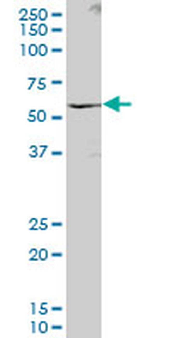 C16ORF9 Antibody in Western Blot (WB)