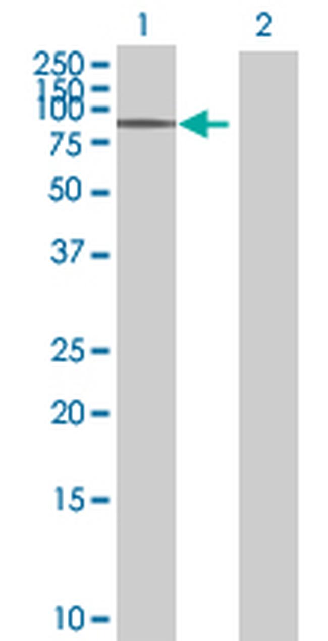 C16ORF9 Antibody in Western Blot (WB)