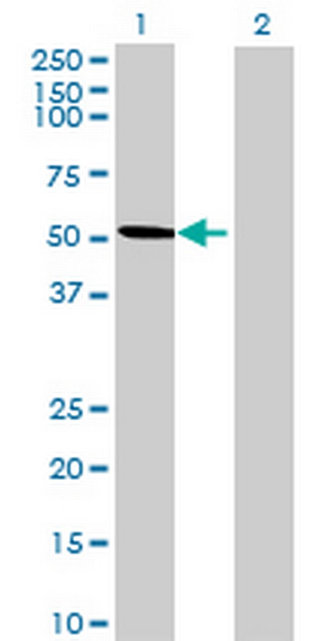 MLR2 Antibody in Western Blot (WB)