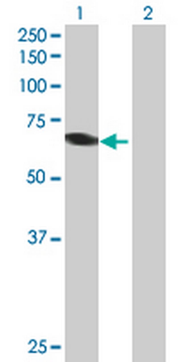 UBASH3B Antibody in Western Blot (WB)