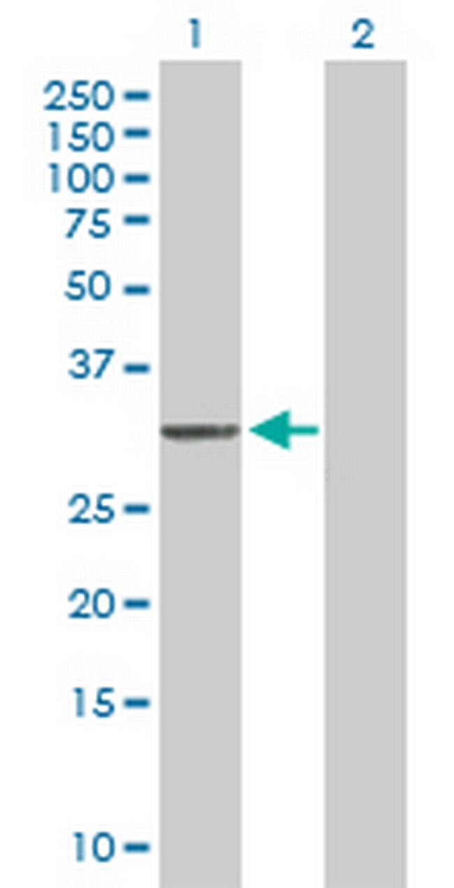 MTG1 Antibody in Western Blot (WB)