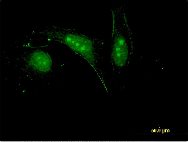 H2AFV Antibody in Immunocytochemistry (ICC/IF)