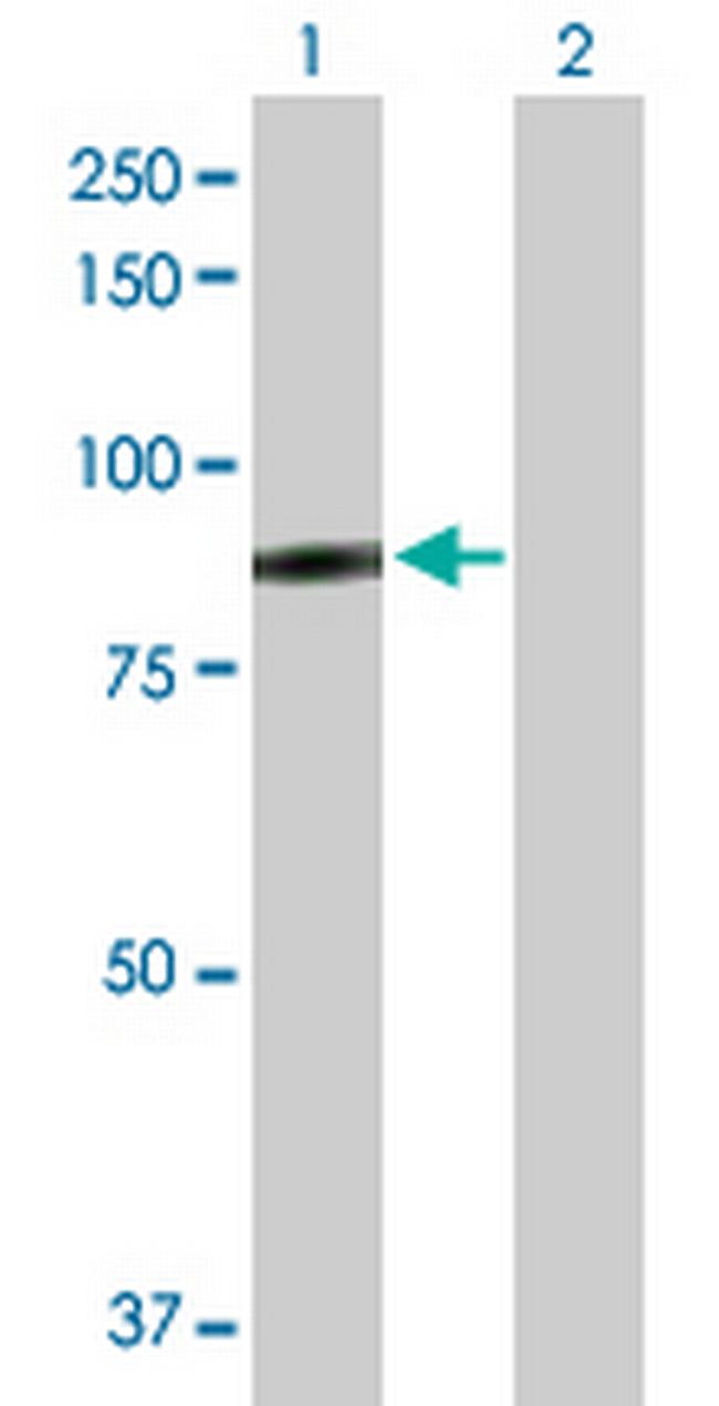 SSX2IP Antibody in Western Blot (WB)