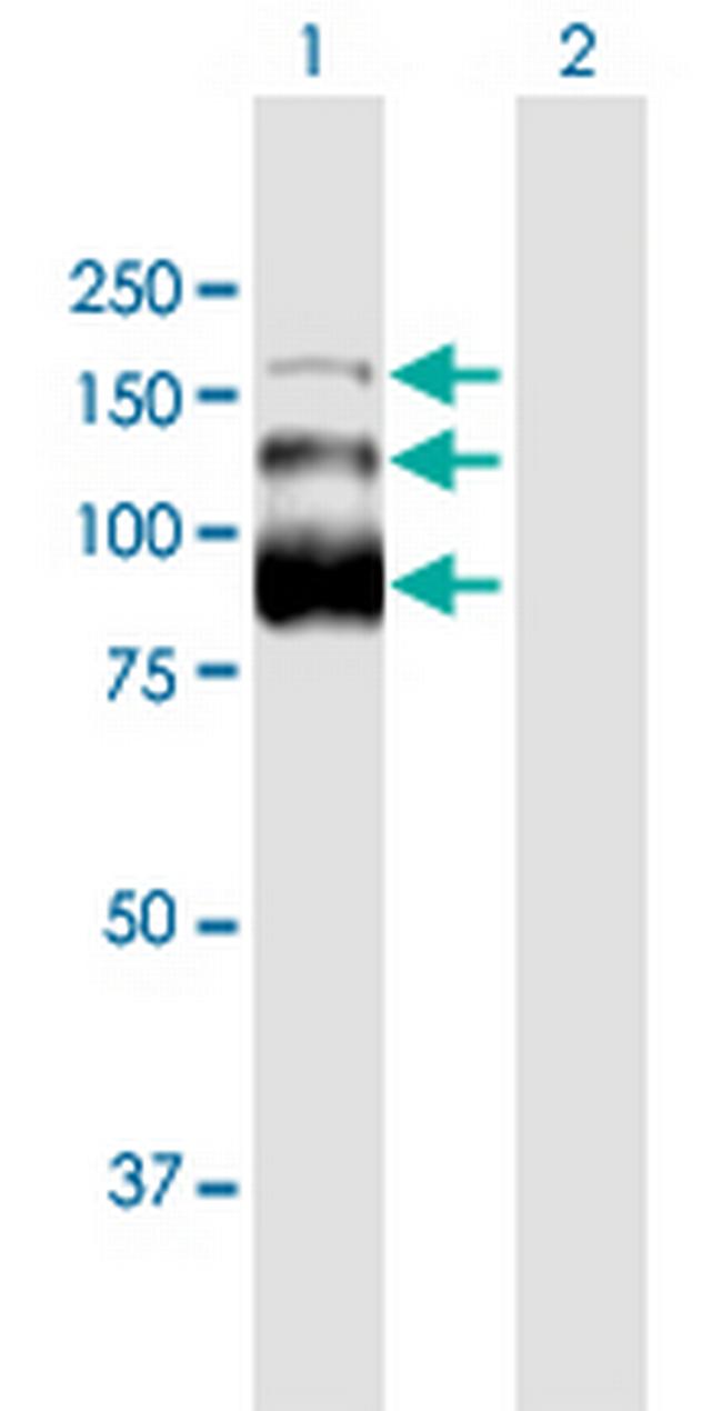 ZC3H18 Antibody in Western Blot (WB)