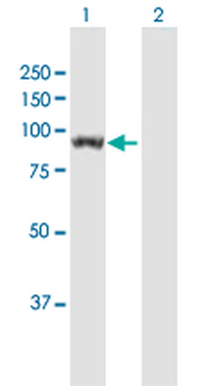 UNC45B Antibody in Western Blot (WB)