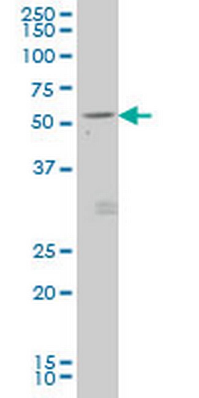 GDF7 Antibody in Western Blot (WB)