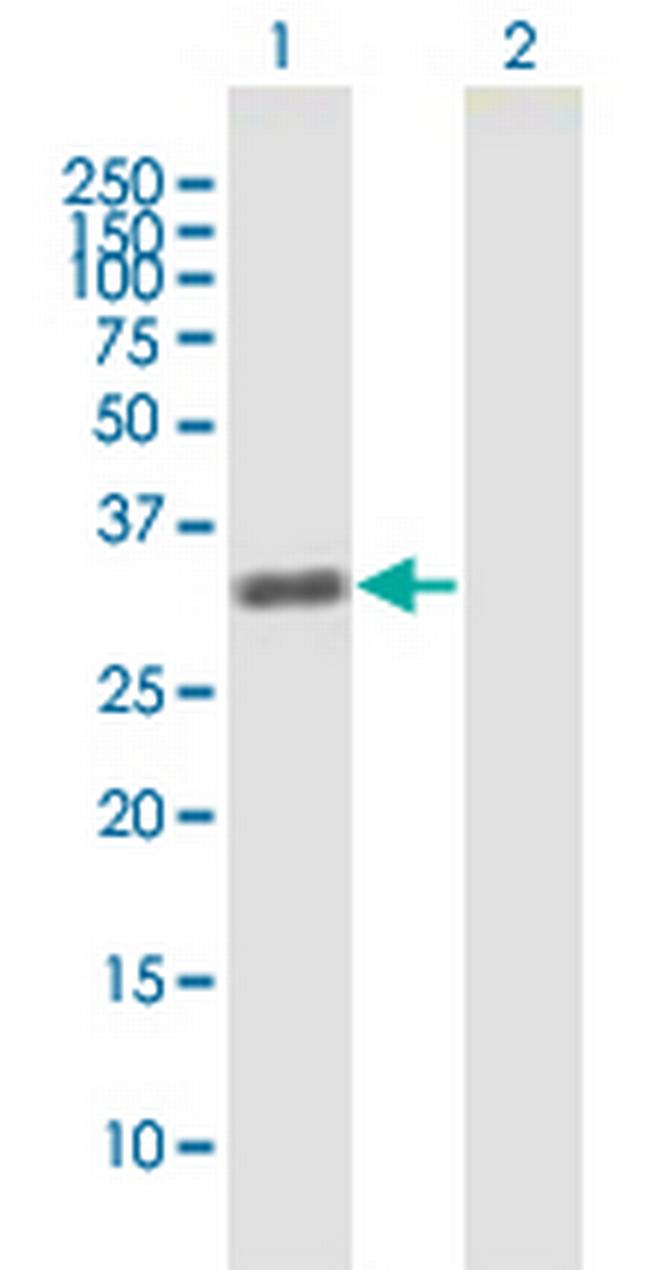 ZNF509 Antibody in Western Blot (WB)